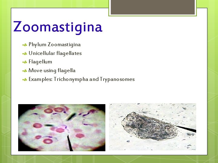 Zoomastigina Phylum Zoomastigina Unicellular flagellates Flagellum Move using flagella Examples: Trichonympha and Trypanosomes 