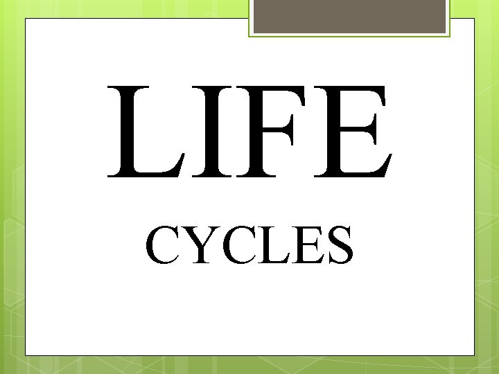 LIFE CYCLES 