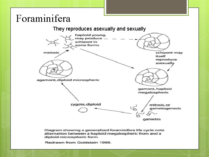 Foraminifera They reproduces asexually and sexually 