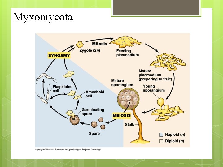 Myxomycota 