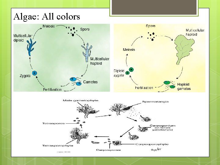 Algae: All colors 