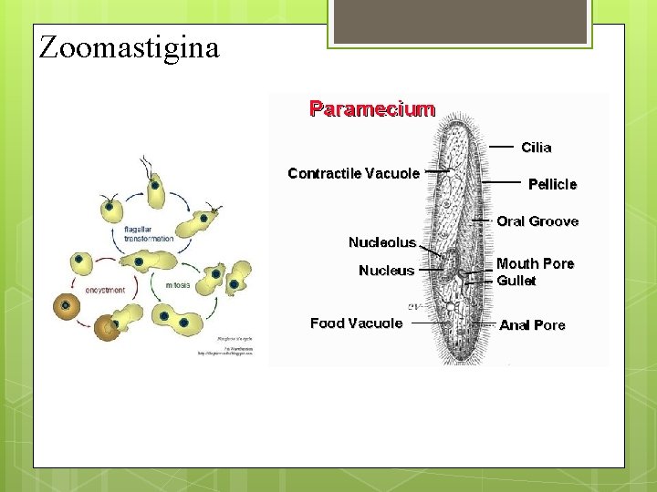 Zoomastigina 