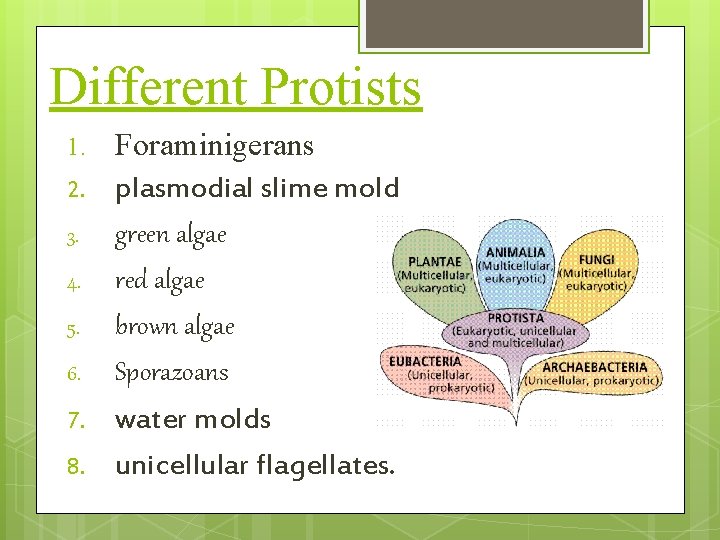 Different Protists 1. 2. 3. 4. 5. 6. 7. 8. Foraminigerans plasmodial slime mold