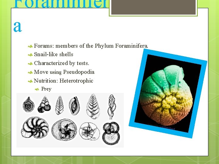 Foraminifer a Forams: members of the Phylum Foraminifera. Snail-like shells Characterized by tests. Move