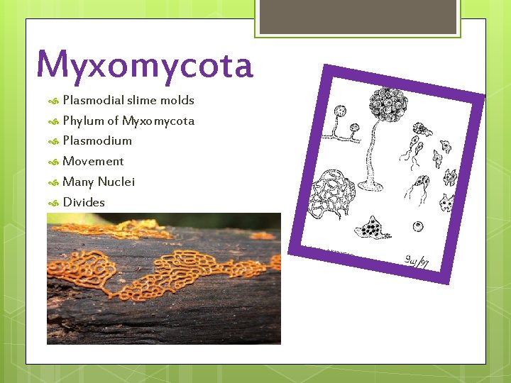 Myxomycota Plasmodial slime molds Phylum of Myxomycota Plasmodium Movement Many Nuclei Divides 