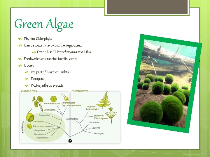 Green Algae Phylum Chlorphyta Can be unicellular organisms. Examples: Chlamydomonas and Ulva Freshwater and
