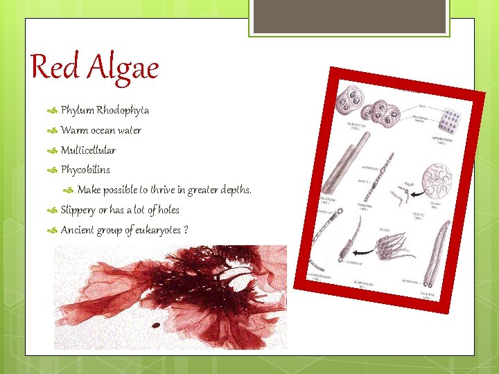 Red Algae Phylum Rhodophyta Warm ocean water Multicellular Phycobilins Make possible to thrive in