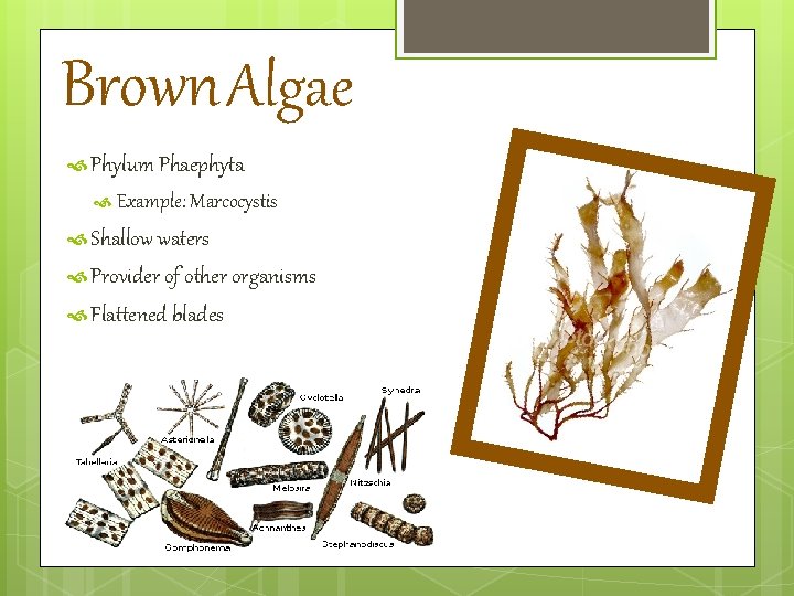 Brown Algae Phylum Phaephyta Example: Marcocystis Shallow waters Provider of other organisms Flattened blades