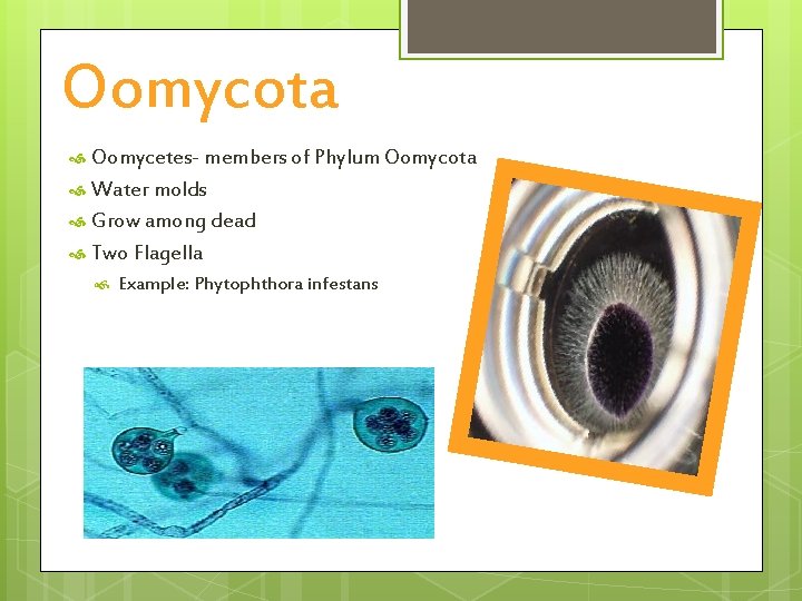 Oomycota Oomycetes- members of Phylum Oomycota Water molds Grow among dead Two Flagella Example: