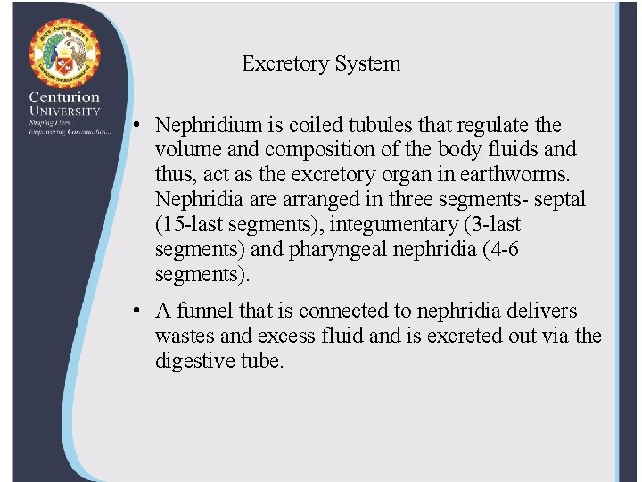 Excretory System • Nephridium is coiled tubules that regulate the volume and composition of