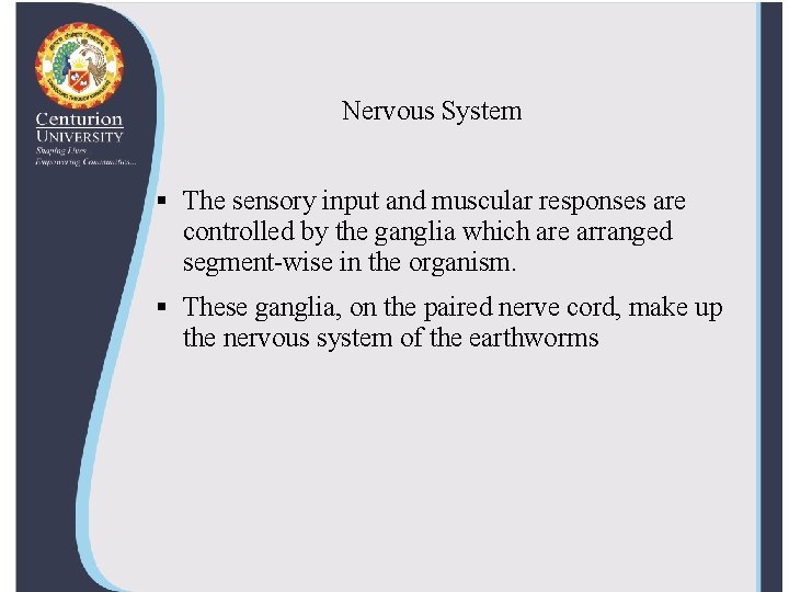Nervous System § The sensory input and muscular responses are controlled by the ganglia