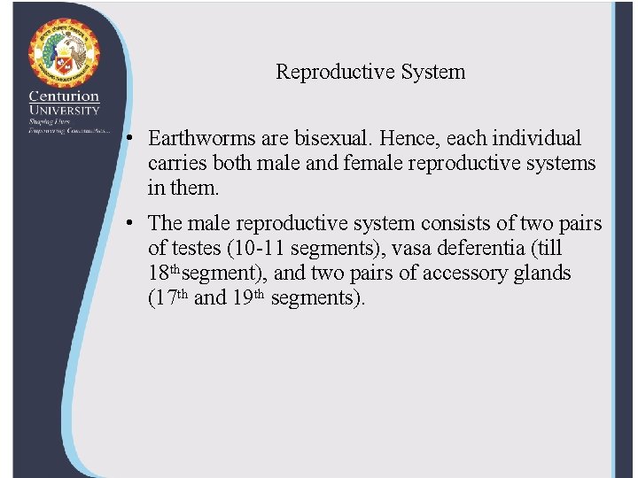 Reproductive System • Earthworms are bisexual. Hence, each individual carries both male and female