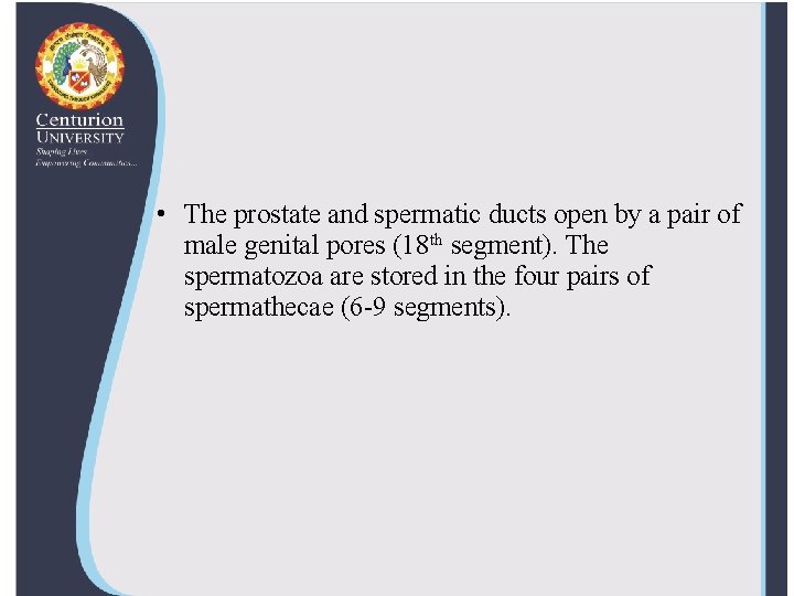  • The prostate and spermatic ducts open by a pair of male genital