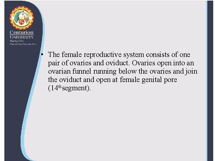  • The female reproductive system consists of one pair of ovaries and oviduct.