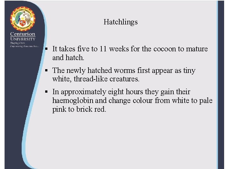 Hatchlings § It takes five to 11 weeks for the cocoon to mature and