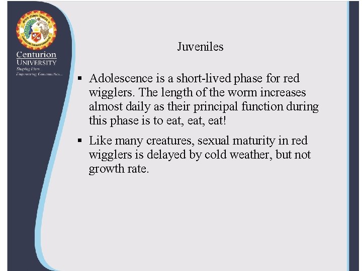 Juveniles § Adolescence is a short-lived phase for red wigglers. The length of the