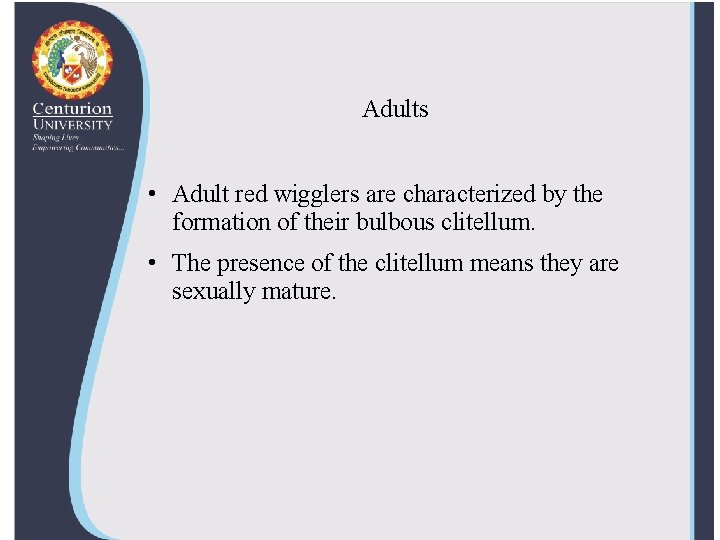 Adults • Adult red wigglers are characterized by the formation of their bulbous clitellum.