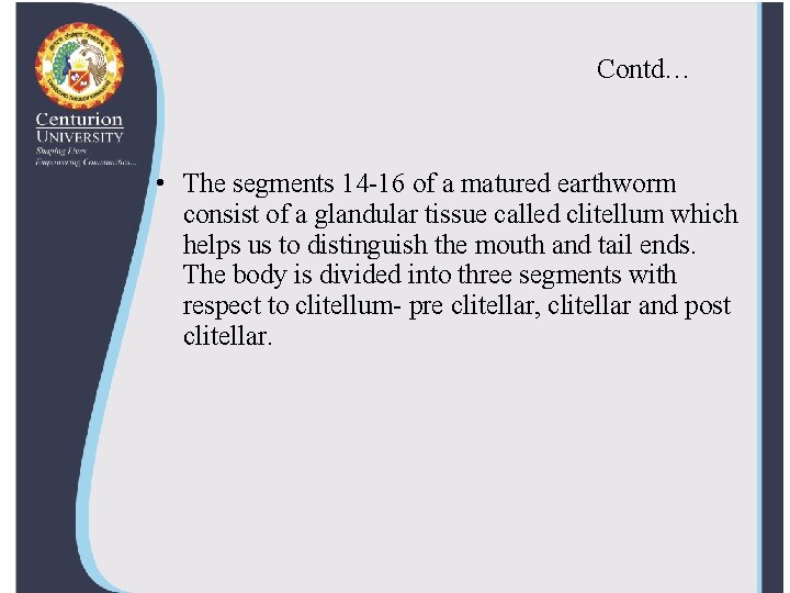Contd… • The segments 14 -16 of a matured earthworm consist of a glandular
