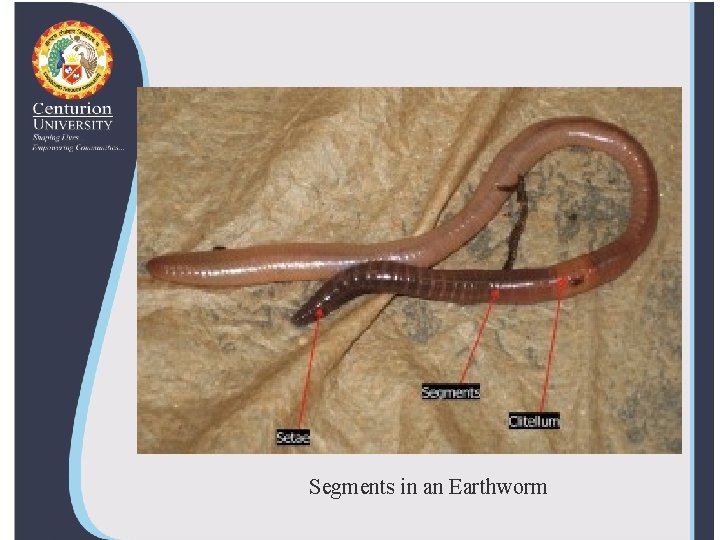 Segments in an Earthworm 
