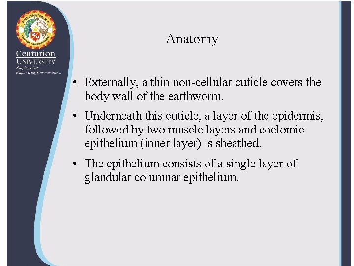 Anatomy • Externally, a thin non-cellular cuticle covers the body wall of the earthworm.