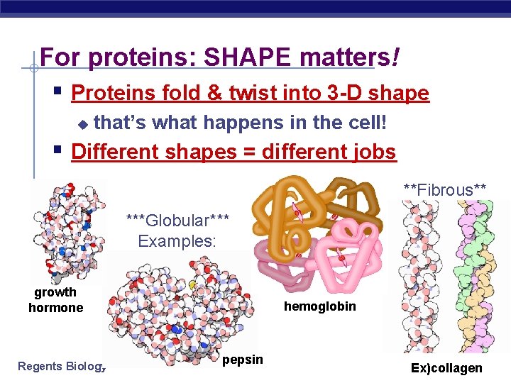 For proteins: SHAPE matters! § Proteins fold & twist into 3 -D shape u