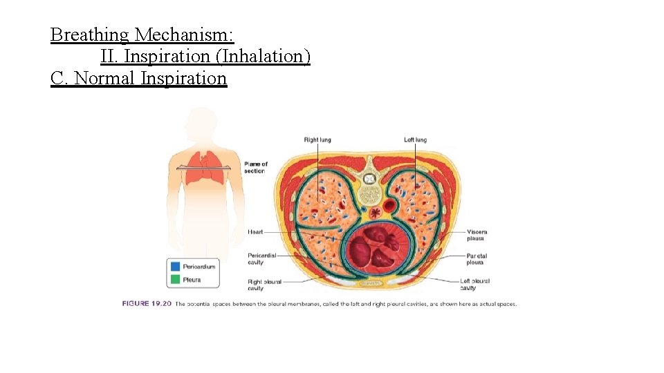 Breathing Mechanism: II. Inspiration (Inhalation) C. Normal Inspiration 