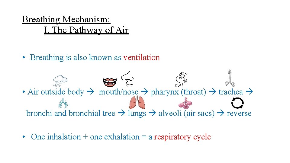 Breathing Mechanism: I. The Pathway of Air • Breathing is also known as ventilation