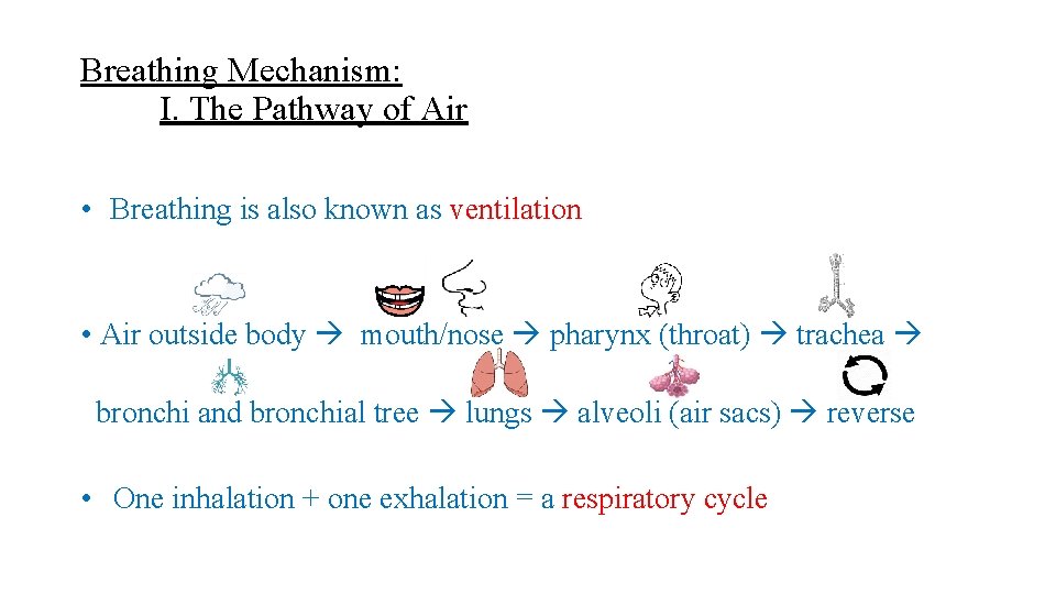 Breathing Mechanism: I. The Pathway of Air • Breathing is also known as ventilation Breathing Mechanism: I. The Pathway of Air • Breathing is also known as ventilation