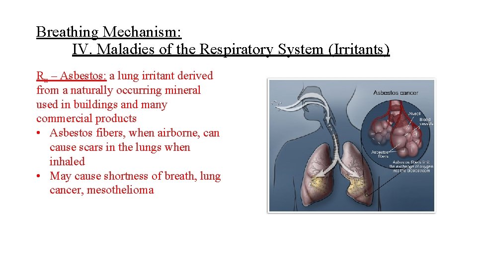 Breathing Mechanism: IV. Maladies of the Respiratory System (Irritants) Rx – Asbestos: a lung Breathing Mechanism: IV. Maladies of the Respiratory System (Irritants) Rx – Asbestos: a lung
