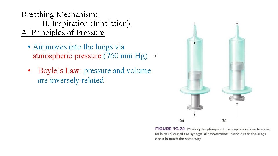 Breathing Mechanism: II. Inspiration (Inhalation) A. Principles of Pressure • Air moves into the