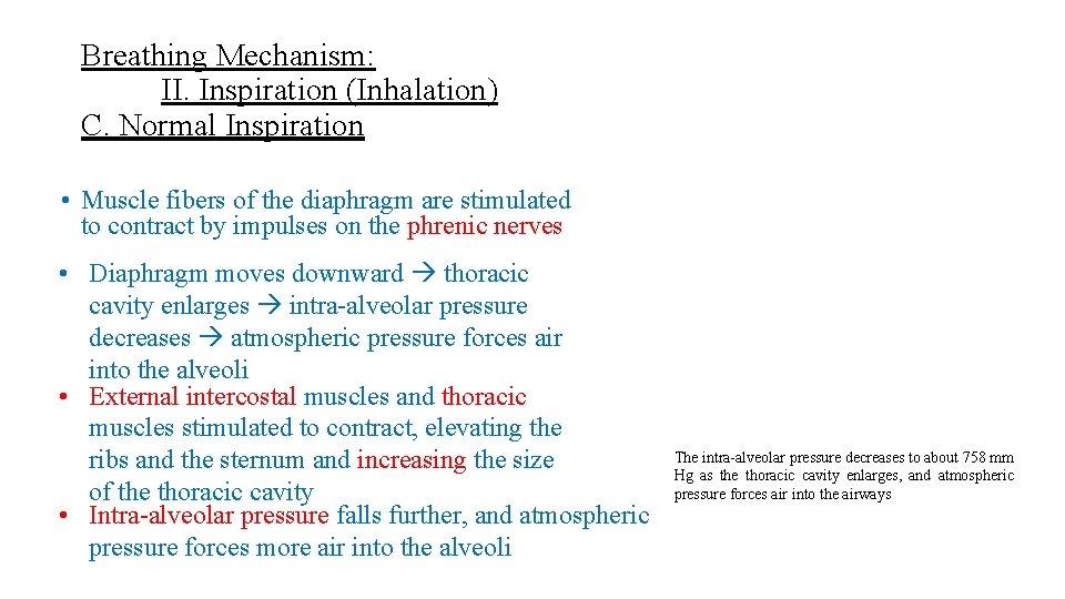 Breathing Mechanism: II. Inspiration (Inhalation) C. Normal Inspiration • Muscle fibers of the diaphragm