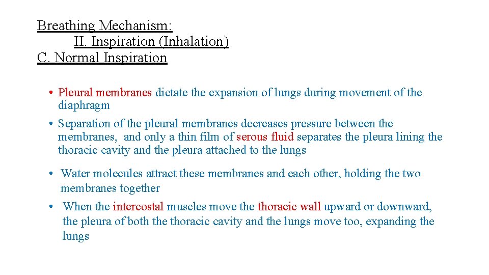 Breathing Mechanism: II. Inspiration (Inhalation) C. Normal Inspiration • Pleural membranes dictate the expansion