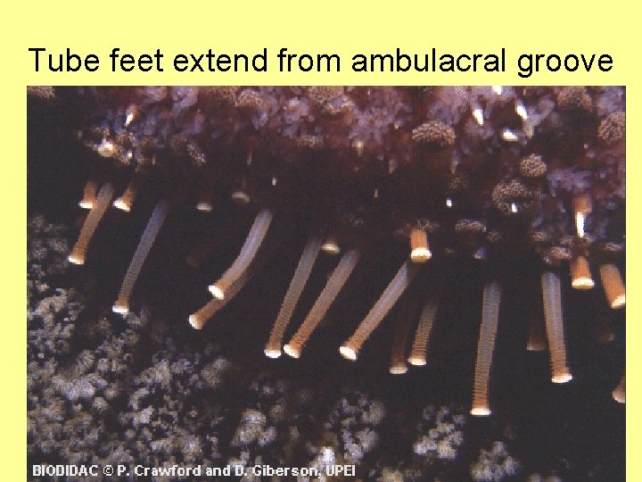 Tube feet extend from ambulacral groove 