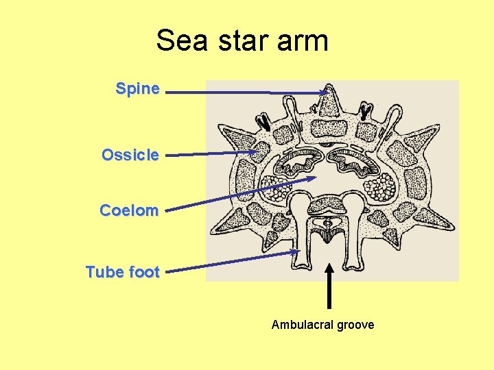 Sea star arm Spine Ossicle Coelom Tube foot Ambulacral groove 