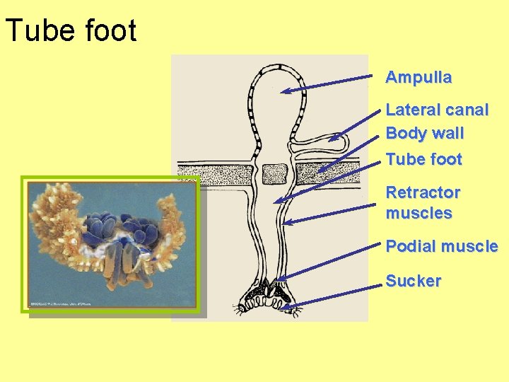 Tube foot Ampulla Lateral canal Body wall Tube foot Retractor muscles Podial muscle Sucker