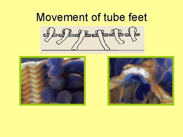 Movement of tube feet 