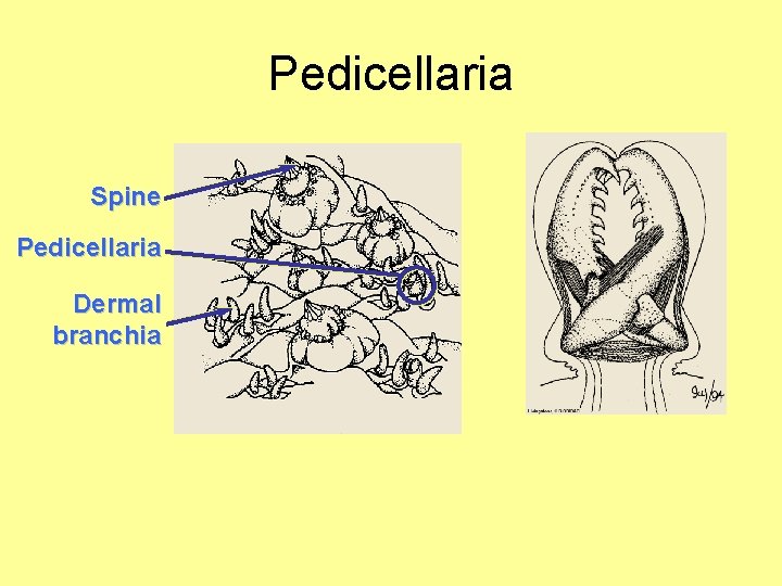 Pedicellaria Spine Pedicellaria Dermal branchia 