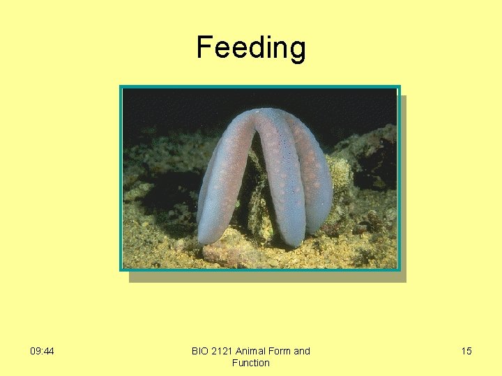 Feeding 09: 44 BIO 2121 Animal Form and Function 15 