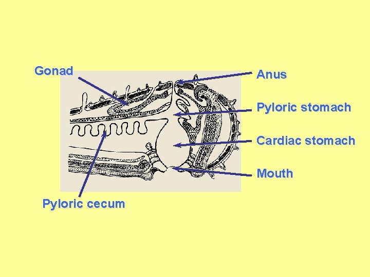 Gonad Anus Pyloric stomach Cardiac stomach Mouth Pyloric cecum 