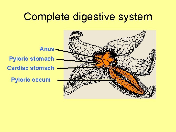 Complete digestive system Anus Pyloric stomach Cardiac stomach Pyloric cecum 