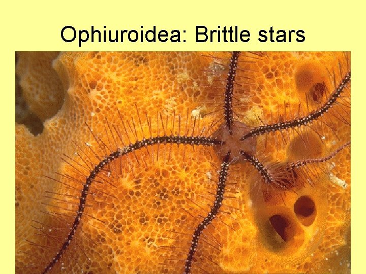 Ophiuroidea: Brittle stars 09: 44 BIO 2121 Animal Form and Function 18 