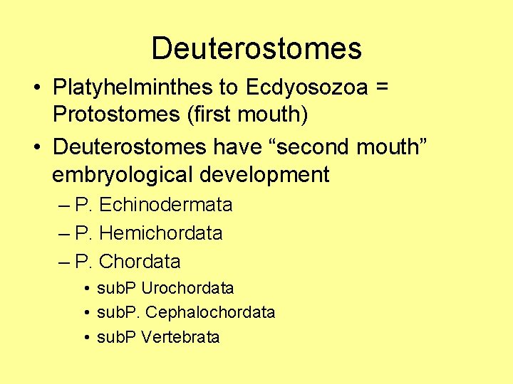 Deuterostomes • Platyhelminthes to Ecdyosozoa = Protostomes (first mouth) • Deuterostomes have “second mouth”