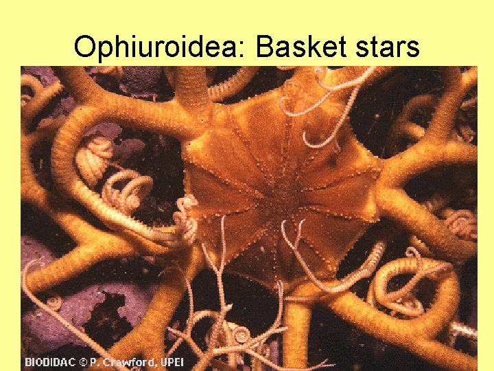Ophiuroidea: Basket stars 09: 44 BIO 2121 Animal Form and Function 20 