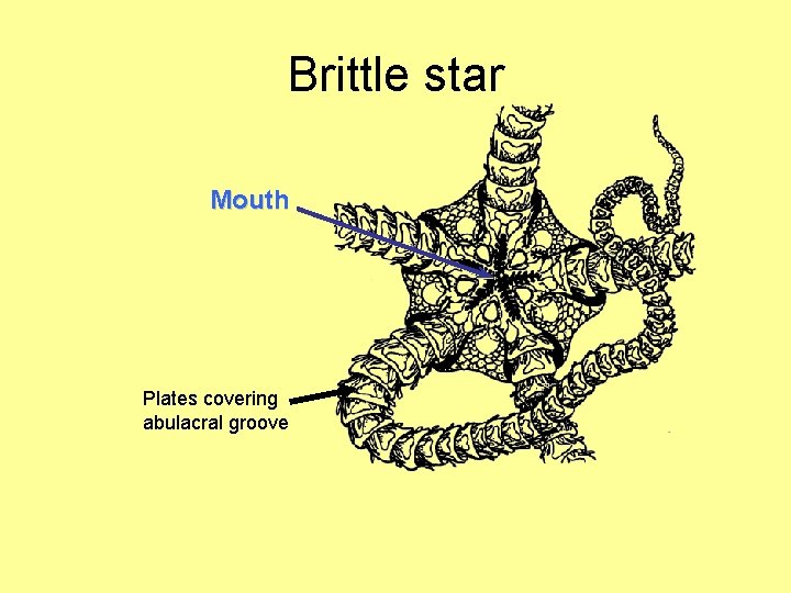 Brittle star Mouth Plates covering abulacral groove 