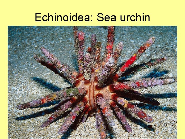 Echinoidea: Sea urchin 09: 45 BIO 2121 Animal Form and Function 23 