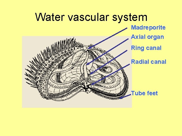 Water vascular system Madreporite Axial organ Ring canal Radial canal Tube feet 