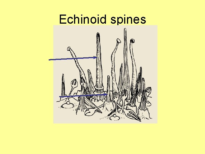 Echinoid spines 