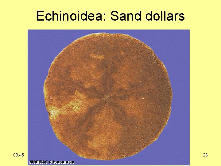 Echinoidea: Sand dollars 09: 45 BIO 2121 Animal Form and Function 26 