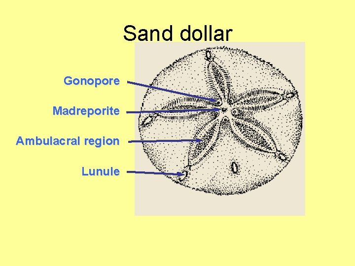 Sand dollar Gonopore Madreporite Ambulacral region Lunule 