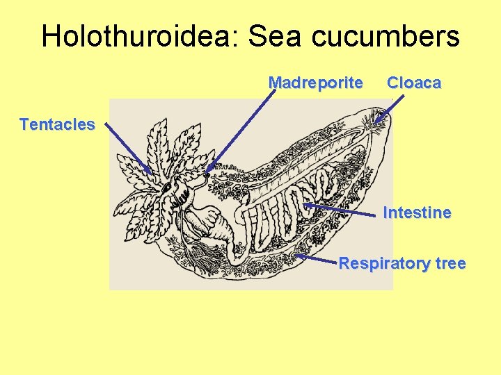 Holothuroidea: Sea cucumbers Madreporite Cloaca Tentacles Intestine Respiratory tree 